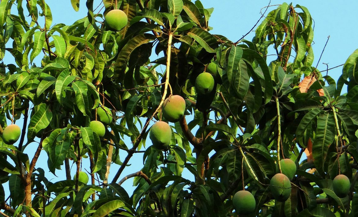 Mangobaum aus Mango Kern Pflanze ziehen Entwicklung